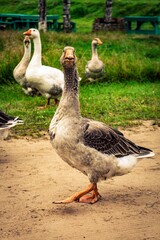 geese on the grass
