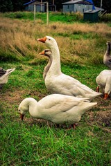 geese in the grass