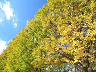 東京都･昭和記念公園･イチョウ並木