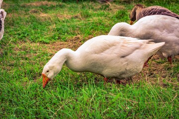 Fototapeta premium goose on the grass