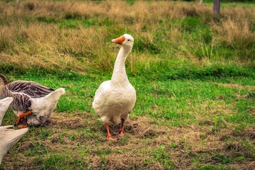 goose on the meadow