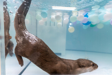 This Asian small-clawed otter is kept indoors.