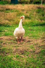 white goose on the grass
