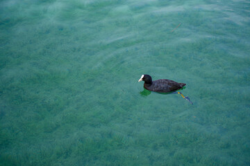 Eurasian coot in the water
