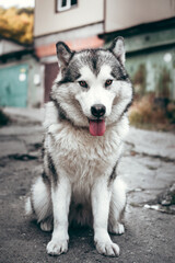 Female Malamute, a huge friendly Northern sled dog breed. Grey fluffy Alaskan Malamute sits and rests in the Park on the paved road.