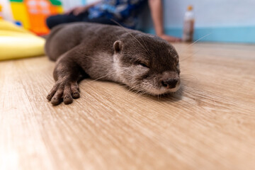 This Asian small-clawed otter is kept indoors.