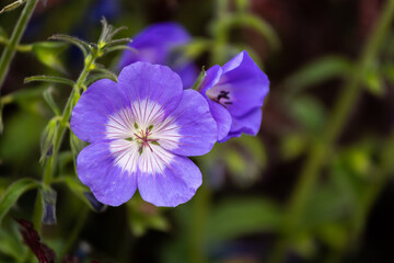 Purple flower in the wild