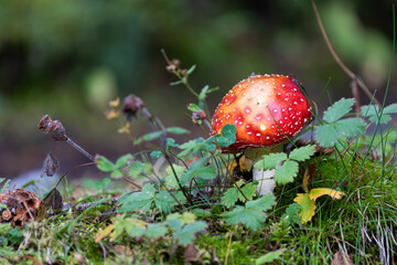 Mushroom in forest