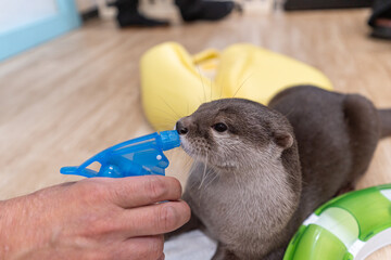 This Asian small-clawed otter is kept indoors.
