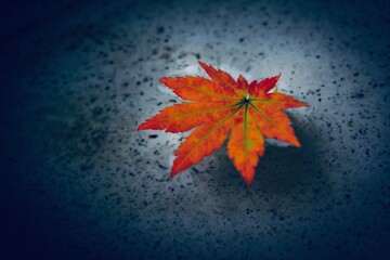 水面に浮かぶモミジの葉