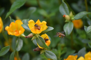 bees grabbing nectar from flower