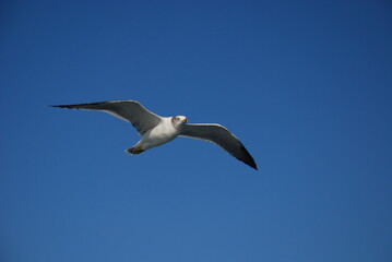 空を飛びながらこちらを見るカモメ