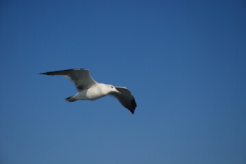 空を飛んでいるカモメ