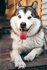 Beautiful charming female Malamute with brown eyes, fluffy ears and pink tongue lies and smiles. Large Alaskan Malamute gray - white color lies and rests after a long walk.