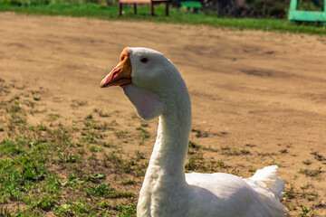 white goose on the grass