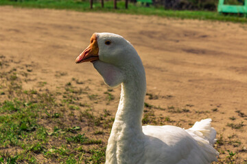 white goose on the grass