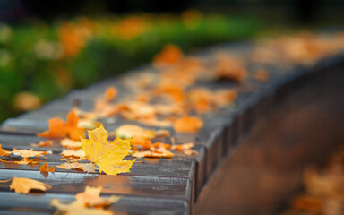 Closeup yellow autumn maple leaf laying on wooden bench in city park, falling leaves background. Autumn in city park. Fall maple leaf lying on aged wooden bench. Autumn wallpaper