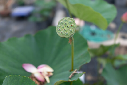 18 Best 集合体恐怖症 Images Stock Photos Vectors Adobe Stock