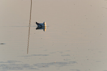 Seagull in the water