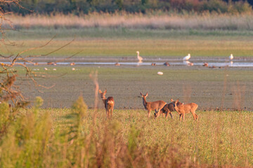 Roe deer in the meadow