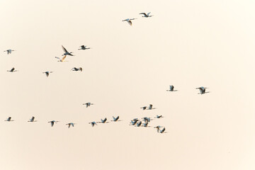 Spoonbill birds in the sky
