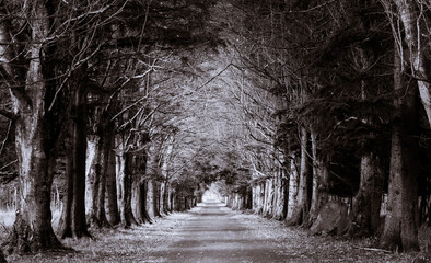 The Road Through the Mysterious Forest - alley of old trees