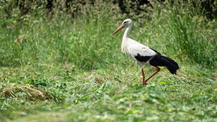 white stork in the grass