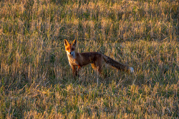 Curious red fox during a golden hour in eastern Poland © Stanislaw Kisiel