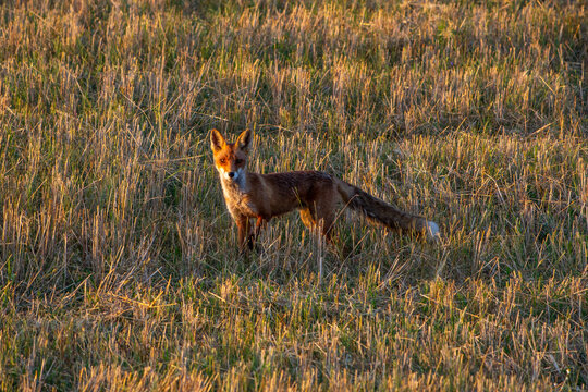 Curious red fox during a golden hour in eastern Poland