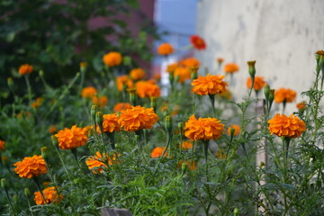 marigold plant and flowers