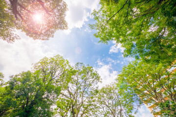 太陽のひかりを浴びた新緑と青空