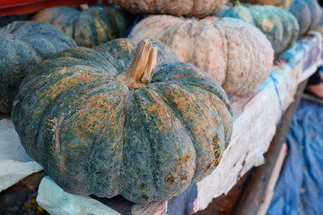 Cucurbita moschata, or Thai name for gold sheath, is famous in the Thai market.