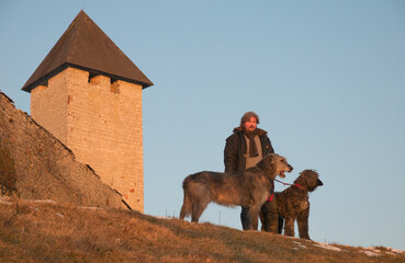 Naklejka premium Irish wolfhound in front of a castle