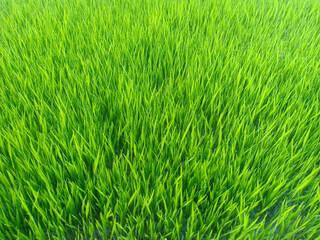 Close up of green rice seedling nursery as background textured.