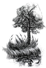 drawing by black pen. tree and reeds near the lake. Old driftwood in the water. Nature illustration.