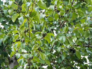 Aulne blanc (Alnus incana) 