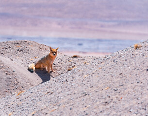 Andean fox or Culpeo (Lycalopex culpaeus) near the town of Tolar Grande in the province of Salta in La Puna Argentina. Argentina, South America, America