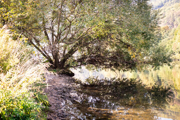 stream in the forest