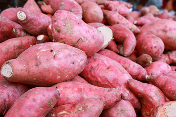 Manihot esculenta or Thai Tapioca at the stack for sale, left view.