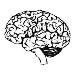 black and white drawing of a human brain. Gray matter. Central nervous system. Vector illustration. Medical illustration.