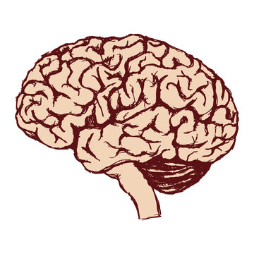 Image of the human brain. Gray matter. Central nervous system. Vector illustration. Medical illustration.