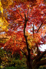 Fototapeta na wymiar 美しいカラフルな紅葉の秋