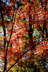 美しいカラフルな紅葉の秋