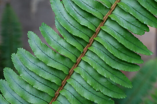 The tamarind fern leaf. The scientific name is Nephrolepis cordifolia and has a blurry background.