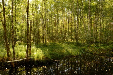 Birch forest in the autumn morning in sunlight with the first fallen leaves in the dark water of the river
