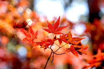 Fototapeta premium 美しいカラフルな紅葉の秋