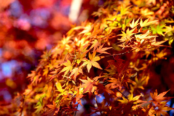 美しいカラフルな紅葉の秋