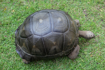 A giant aldabra tortoise walking on the grass, top view