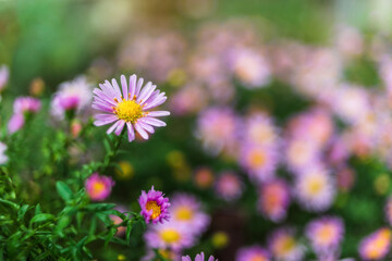 Featherleaf fleabane flower in the garden