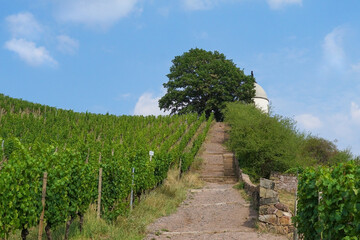 Fototapeta na wymiar The Wackerbarth vineyard and the viewpoint Jacobstein in Radebeul near Dresden